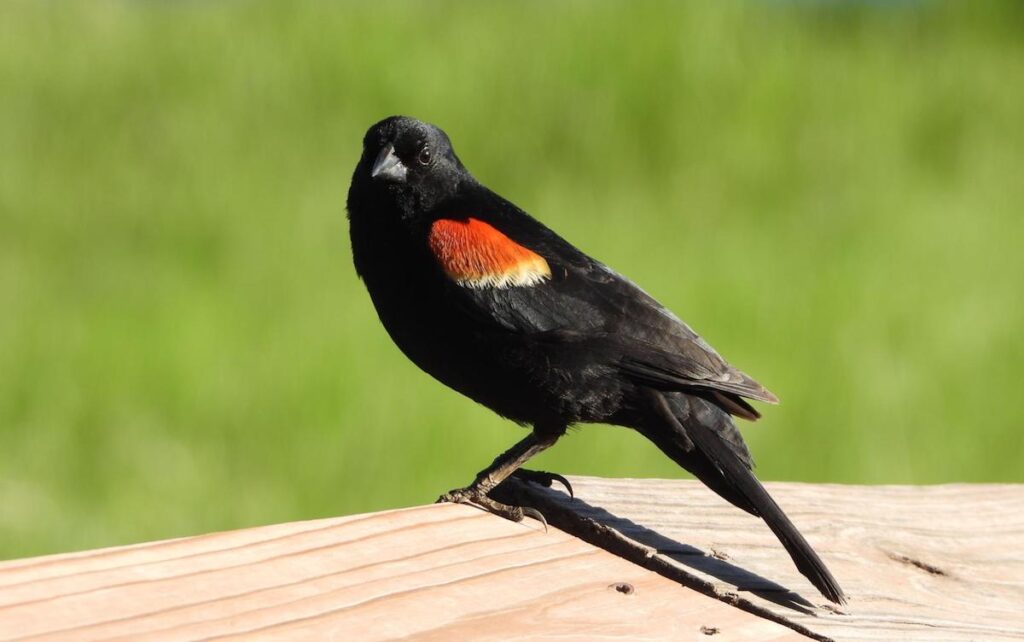 Red-Winged Blackbird in Whistler