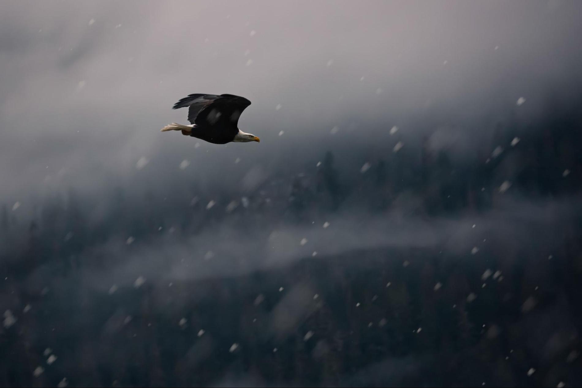 The secret's out. Whistler's a hot destination for bird watching.