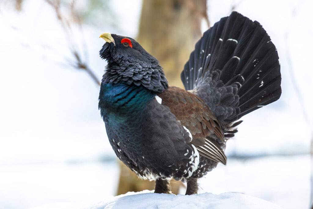 Blue Grouse