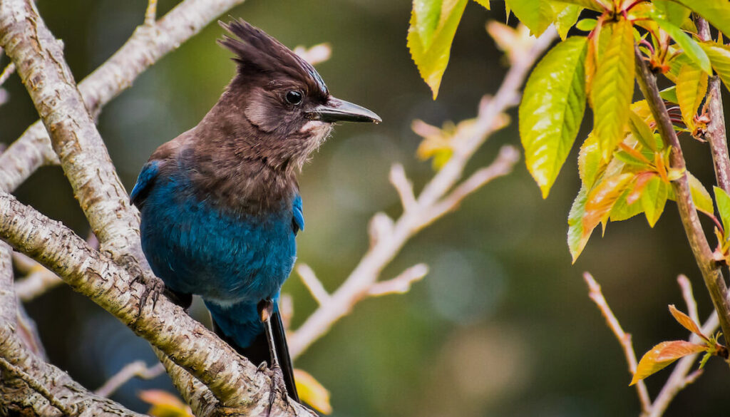 The secret's out. Whistler's a hot destination for bird watching.