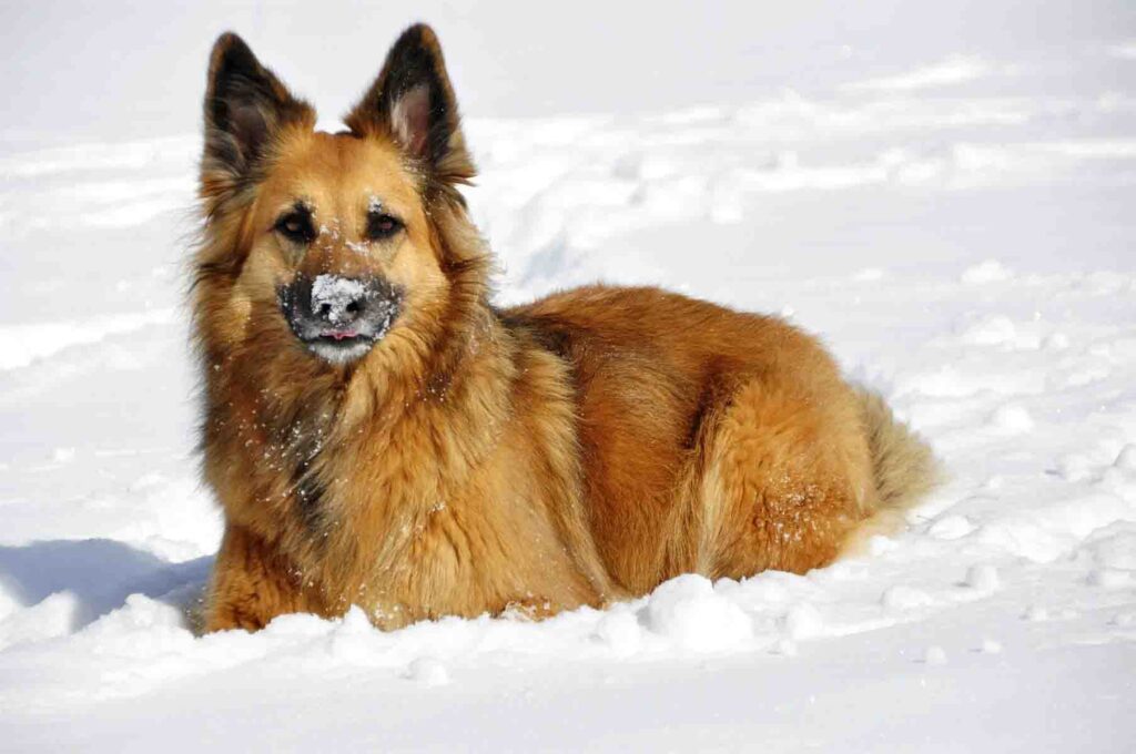 Dog plating in the snow at Bend OR Dog Park