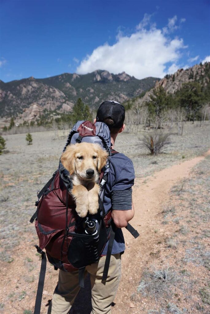 support dog in backpack on hike