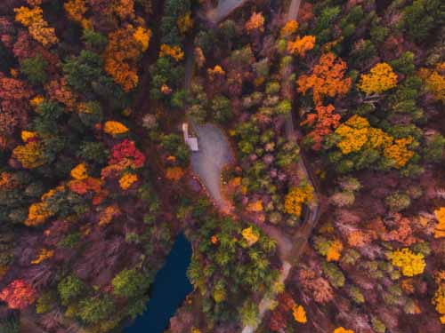 Trees From Above in Fall Colors of Gold and Red