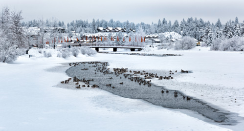 River Covered Partly with Snow & Ice with Birds in Bend Oregon