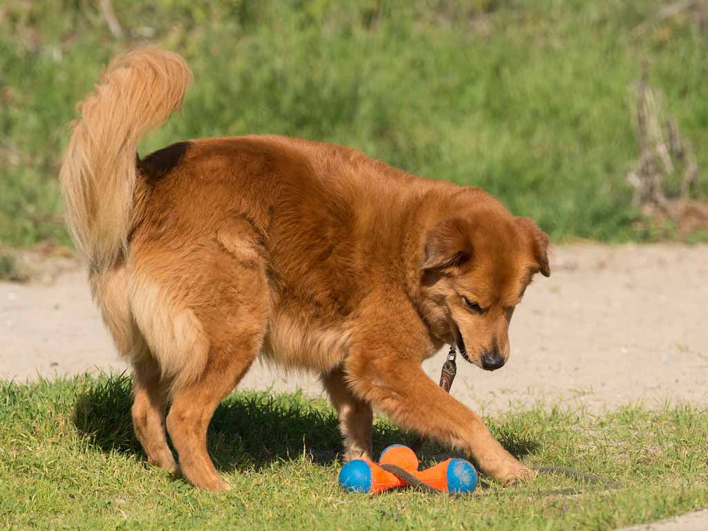 dog playing with toy