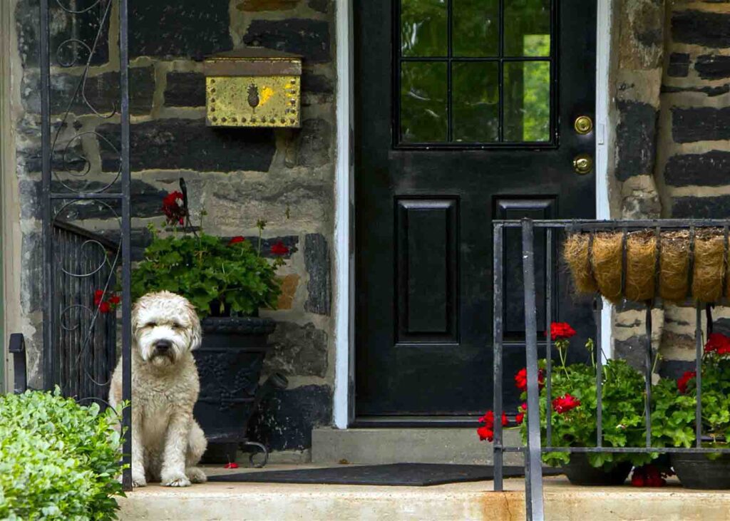 Dog on Front Porch
