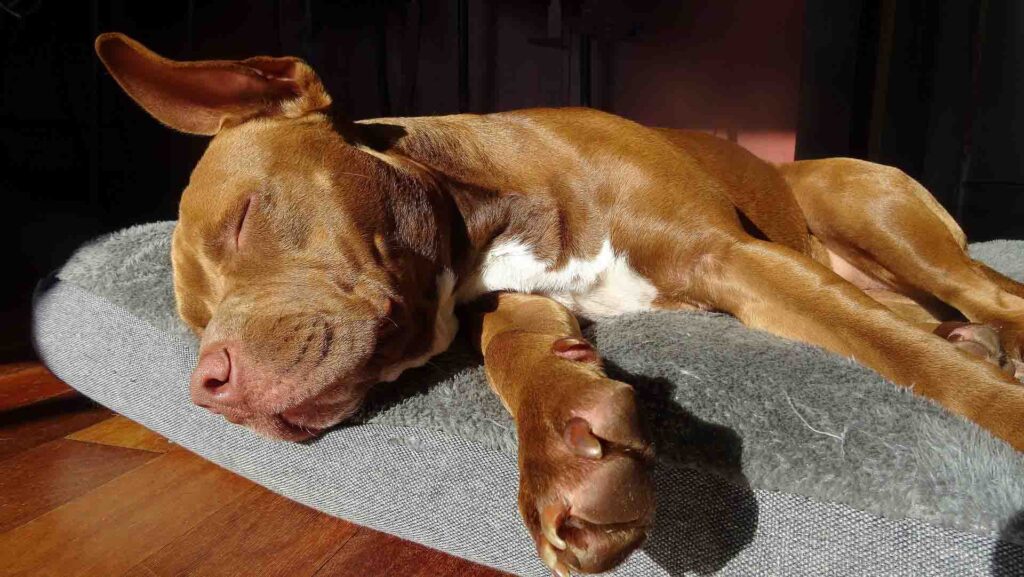 Dog Asleep In Pet Friendly Rental in Bend Oregon