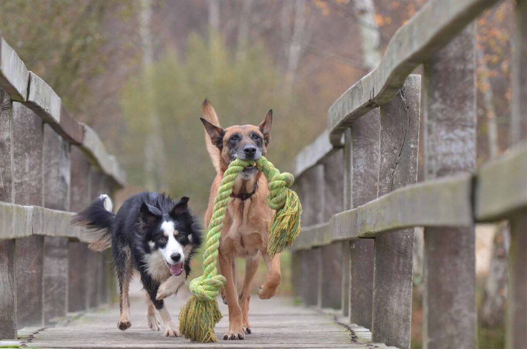 Two Dogs Playing with Rope in Bend Oregon Dog Park