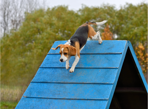Beagle on A Agility A-frame obstacle