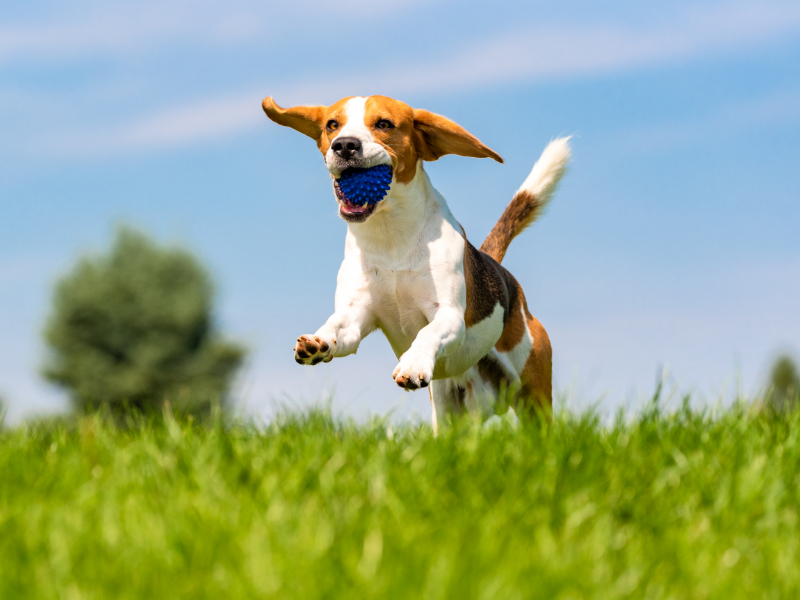 Dog Carrying Blue Ball In Mouth Running in Grass