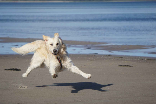 oregon coast dog friendly beaches