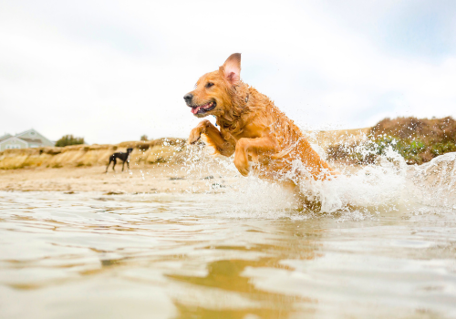 Dog playing in ocean