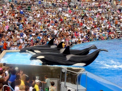 Attractions sea world