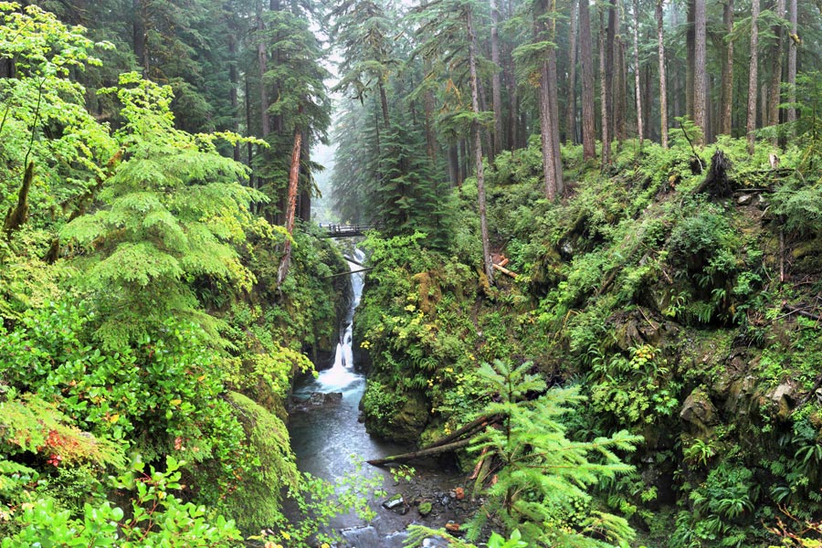 The majestic Hoh Rain Forest is one of the natural wonders of