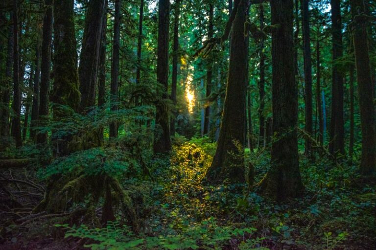 Make The Most of Your Forks Washington Twilight Experience