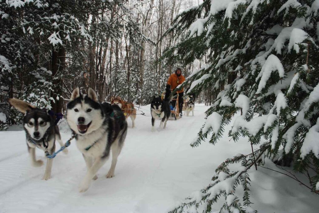 Dog Sledding