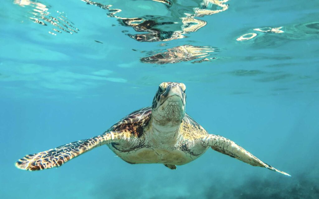 image of sea turtle in Barbados