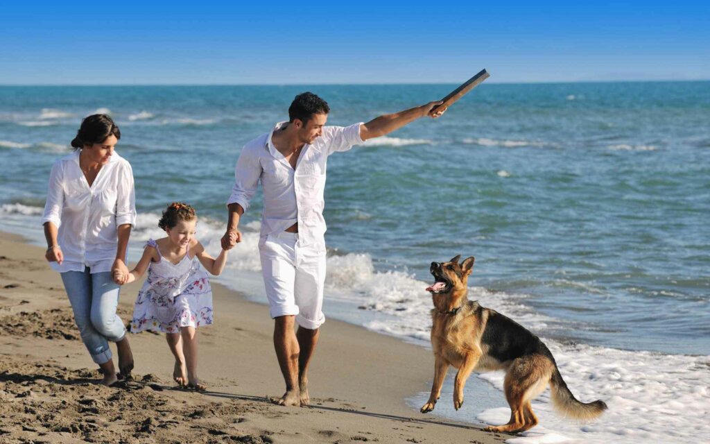 image of beach accepts dog