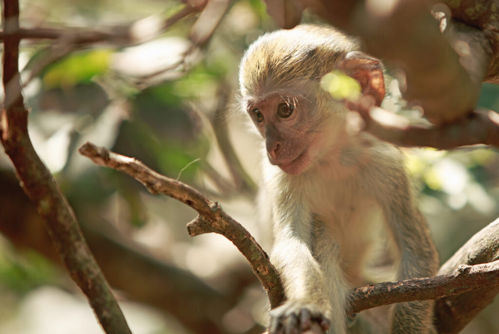 image of Barbados Wildlife Reserve