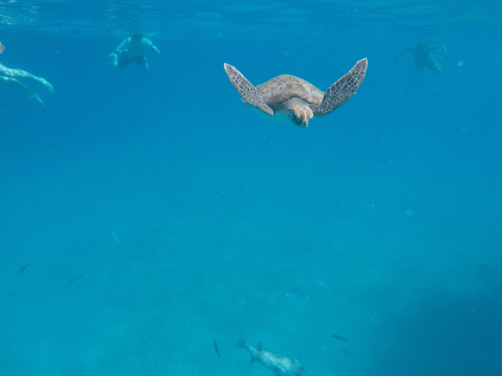 image of Swimming With Turtles in Carlisle Bay