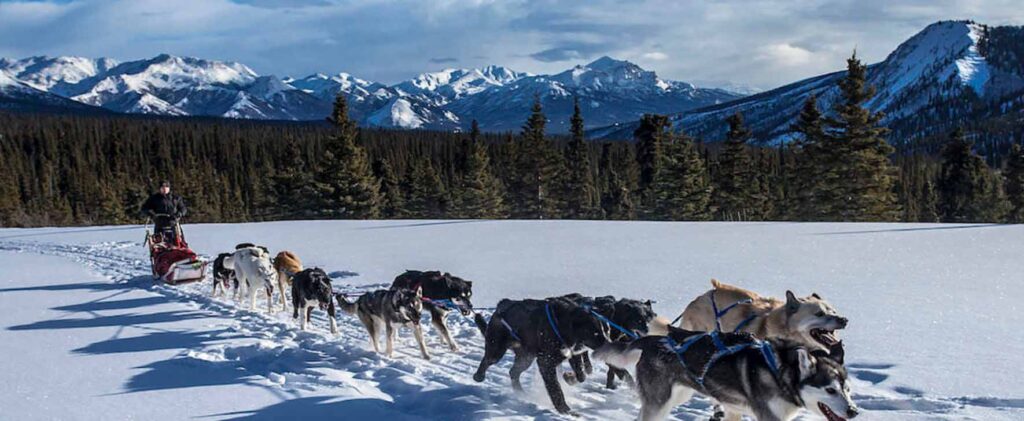 Dog Sled Adventures