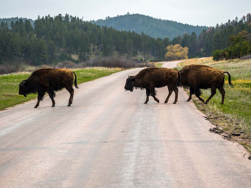 Your Guide to an Amazing Spring Break in the Black Hills