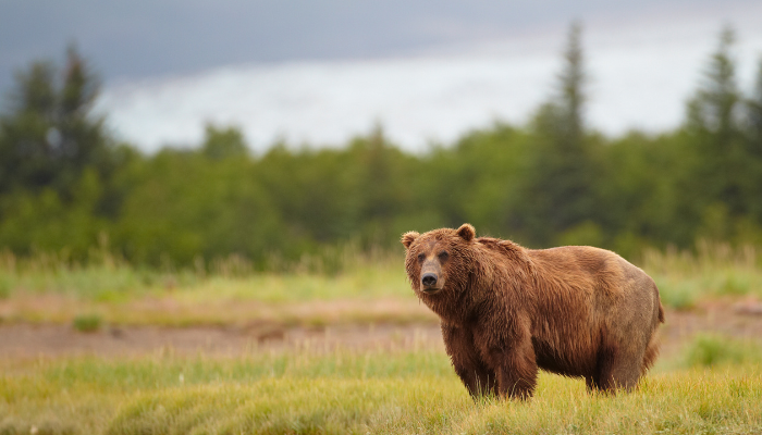 grizzly bear