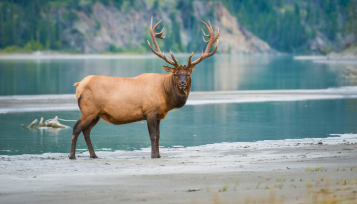 elk