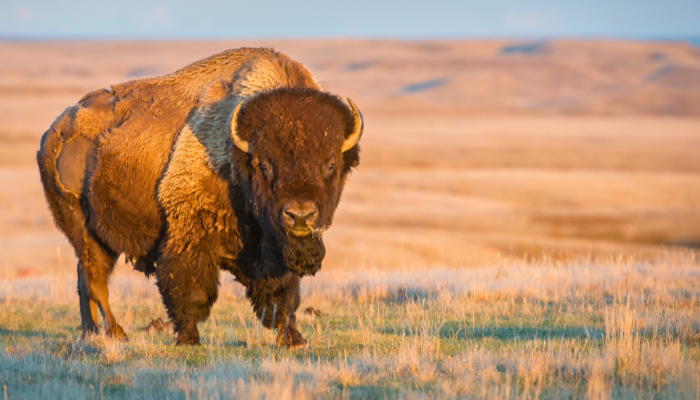 bison in south dakota