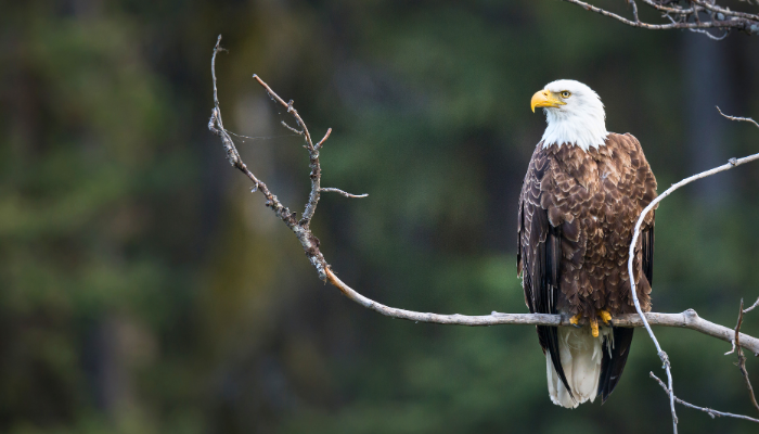 bald eagle