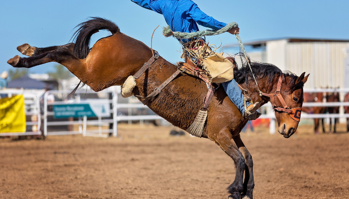 rodeo