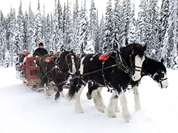 leavenworth sleigh rides tours