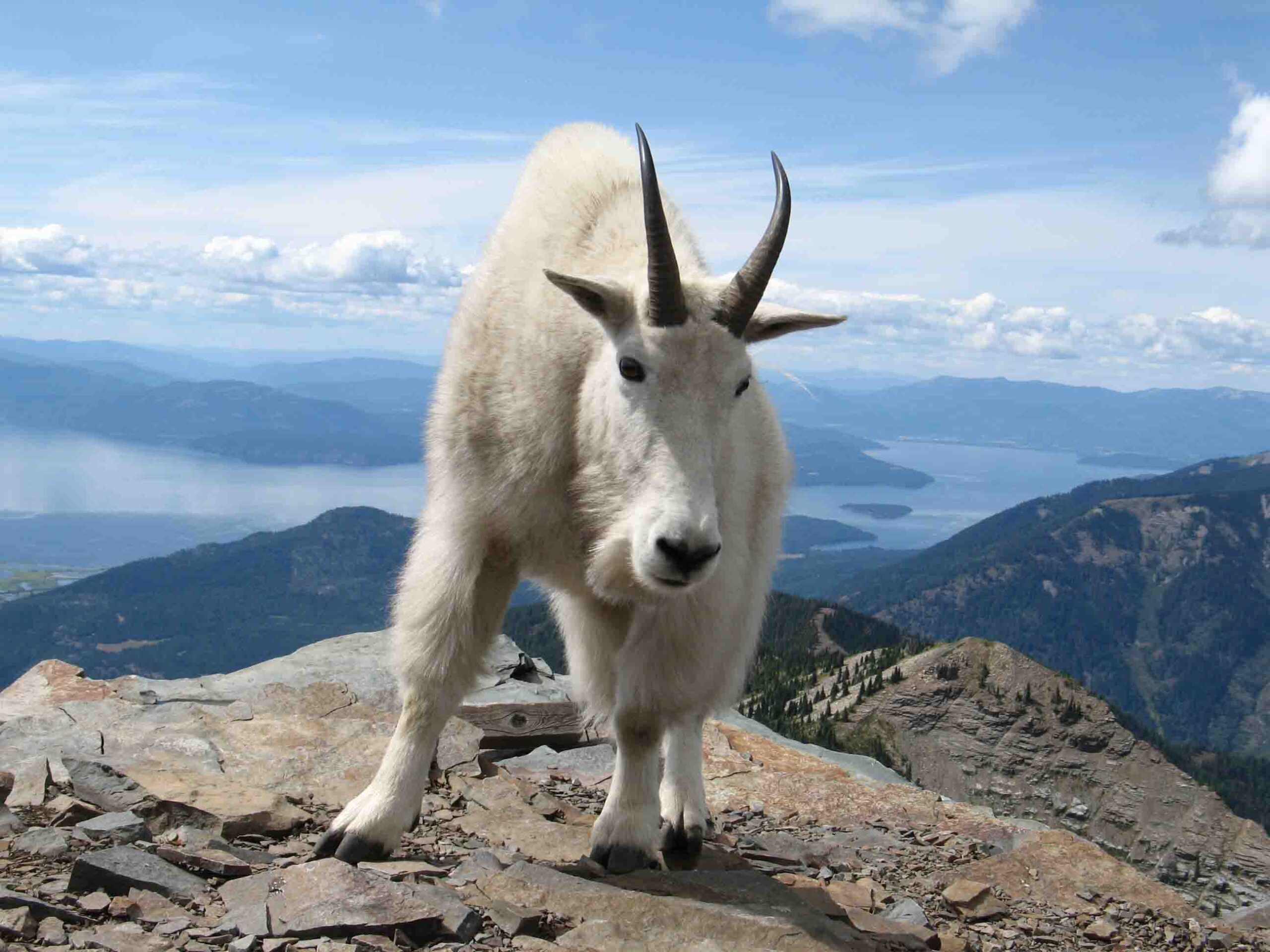 Large goat on Scotchman Peak Hike