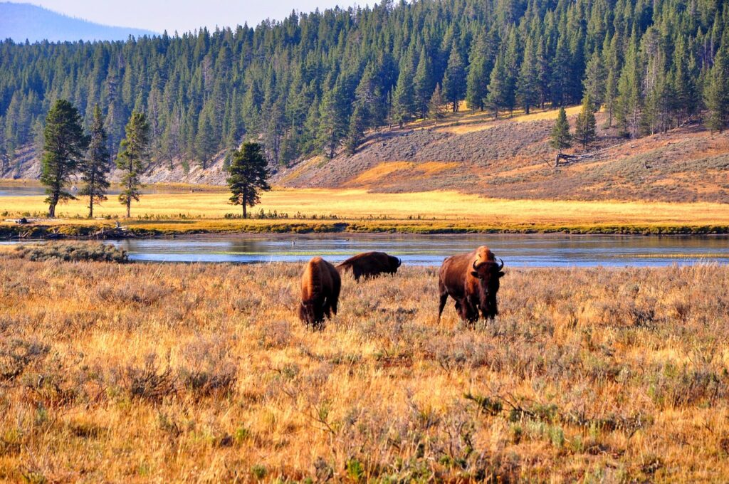 bison, wyoming, yellowstone, nature, animal