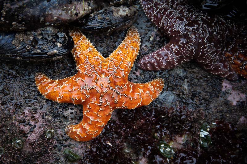 cannon beach tidepool