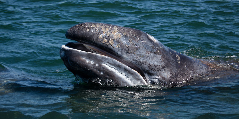 Oregon Coast Whale Watching Guide