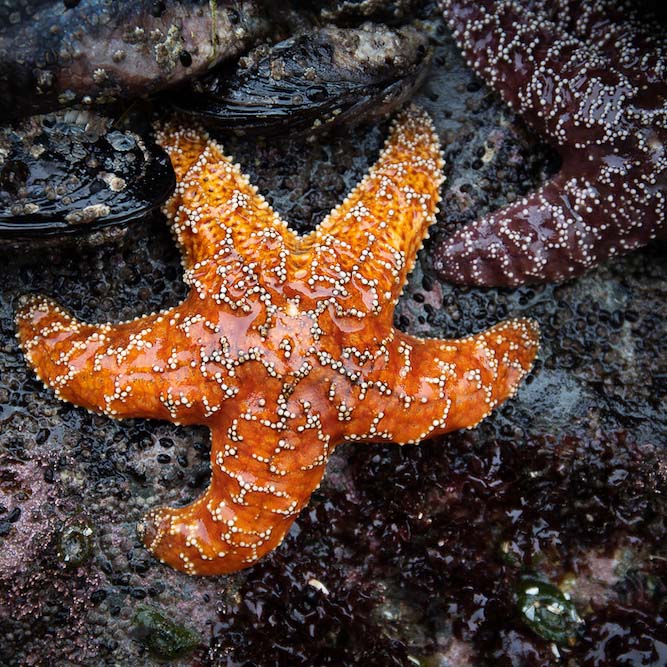 Cannon Beach Tidepools