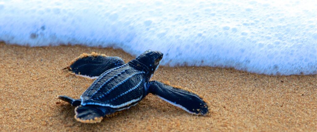 Baby sea turtle on the beach