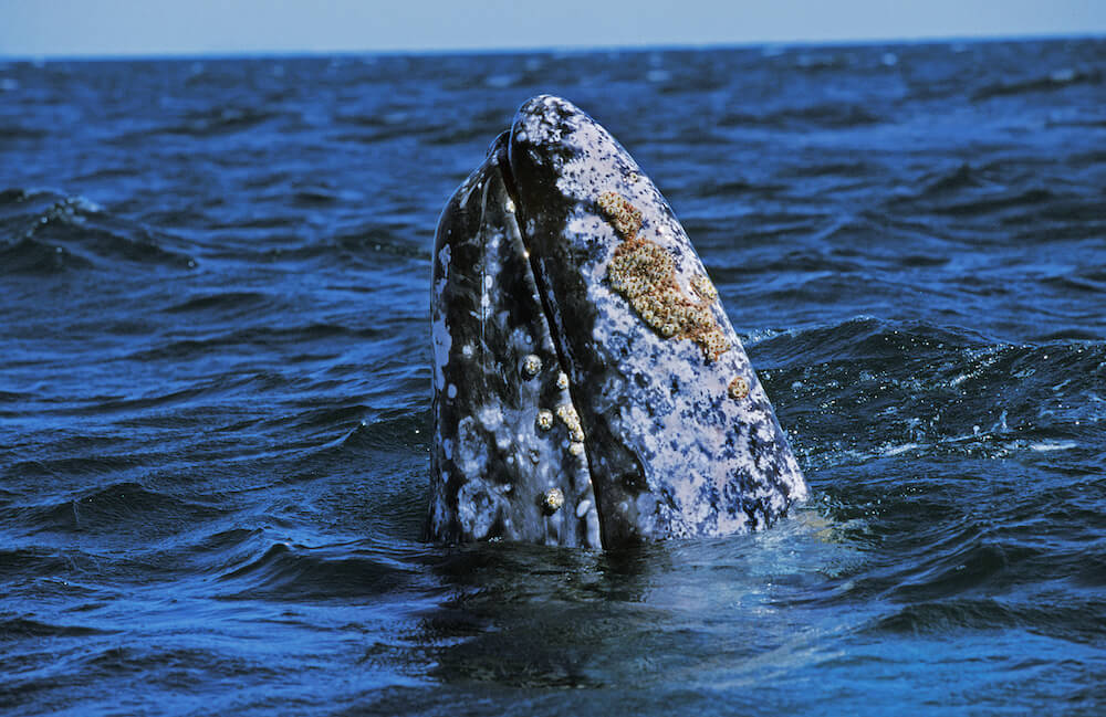 Cannon Beach Gray Whale Watching