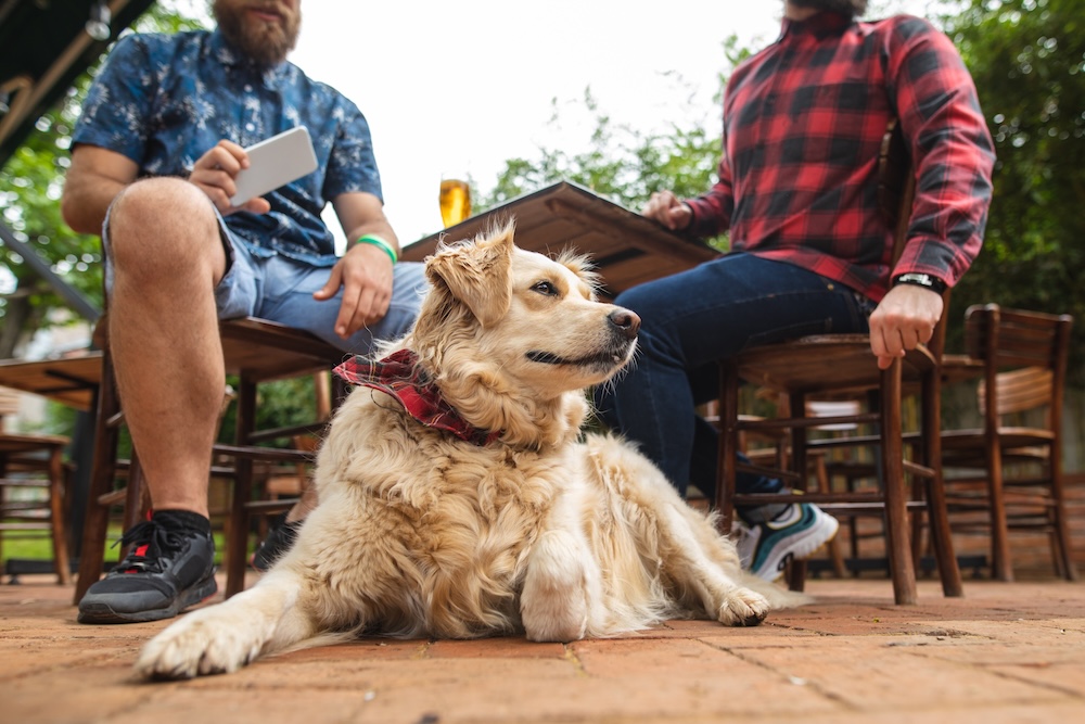 Dog outside at a bar with two people 