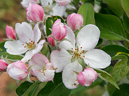 Apple Blossom Festival, April 25 – May 5, 2024