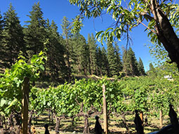 Eagle Creek Winery