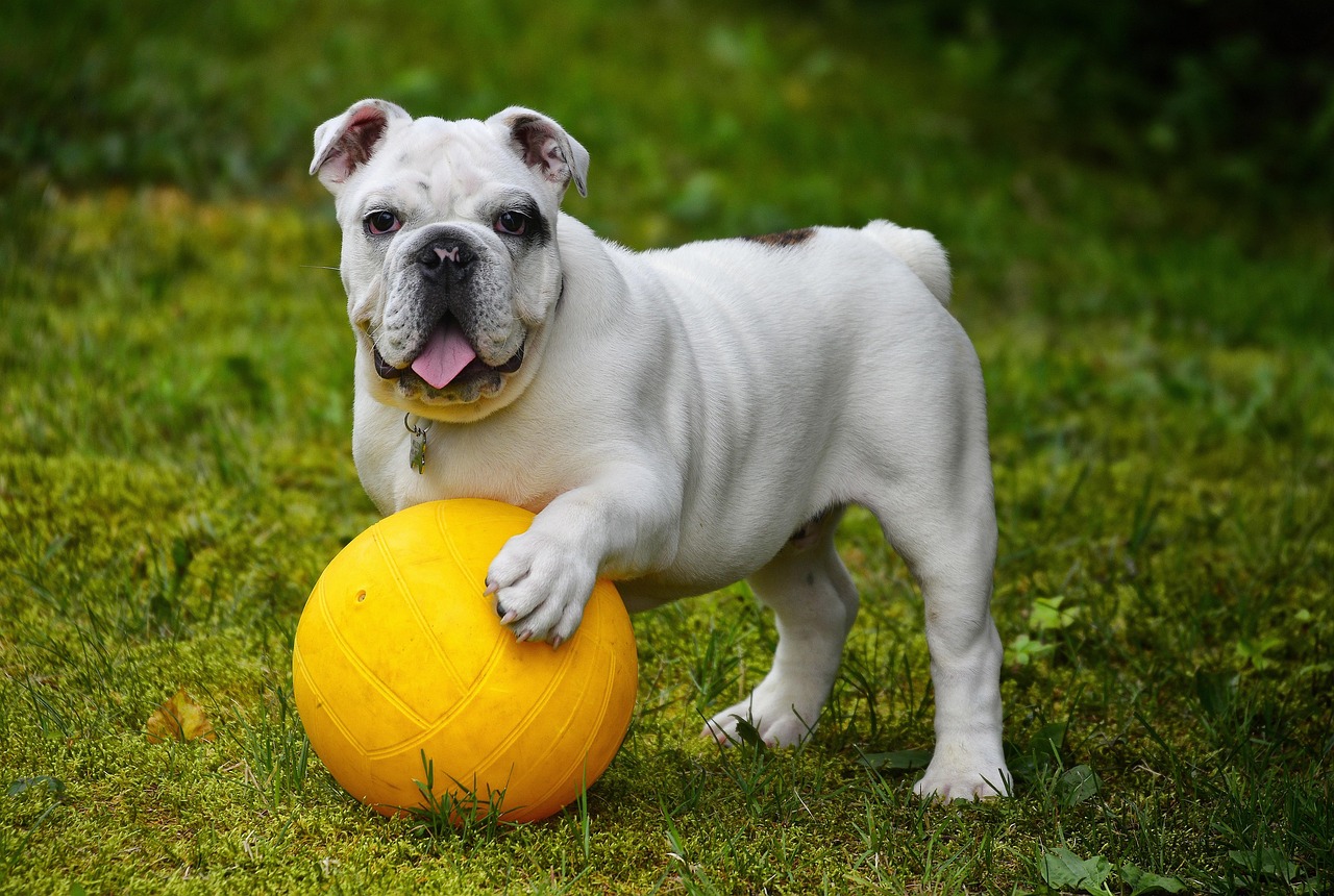 english bulldog, bulldog, ball, dog, pet, white dog, canine, domestic, domestic dog, nature, portrait, dog portrait, mammal, animal-562723.jpg