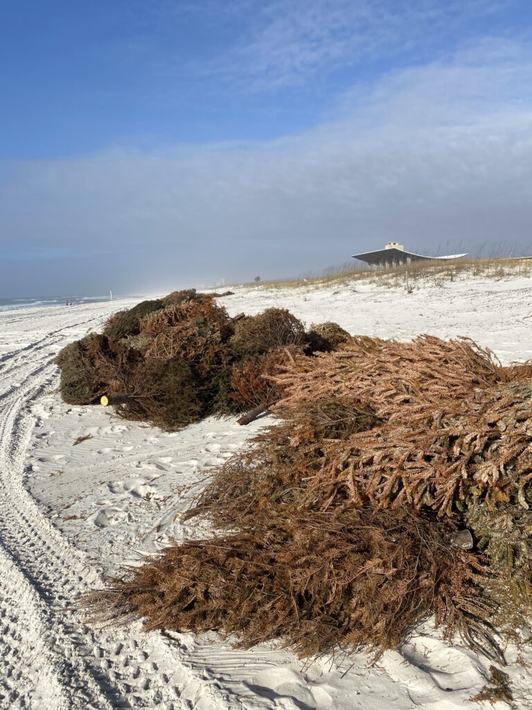 dune restoration