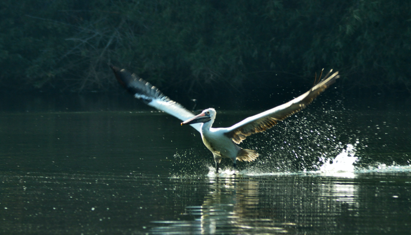 water bird splashing in the water on dauphin island in alabama