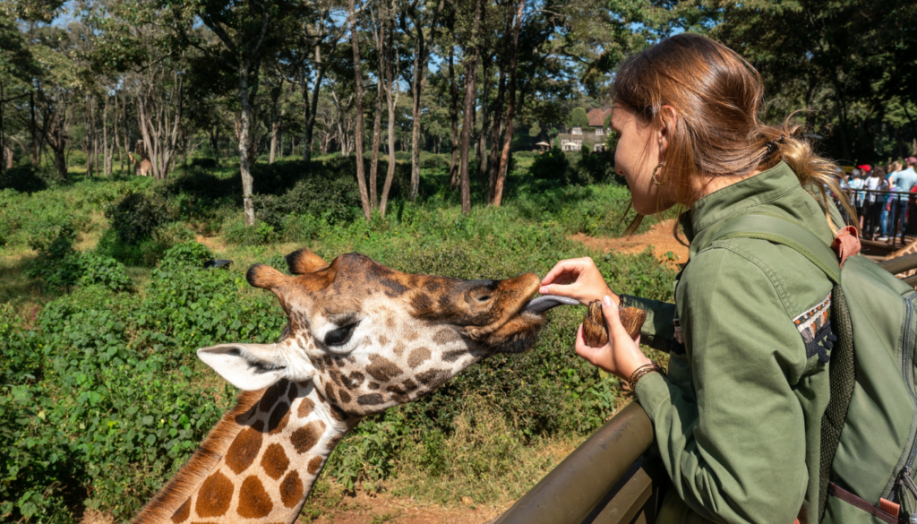 girl feeding giraffe at alabama gulf coast zoo