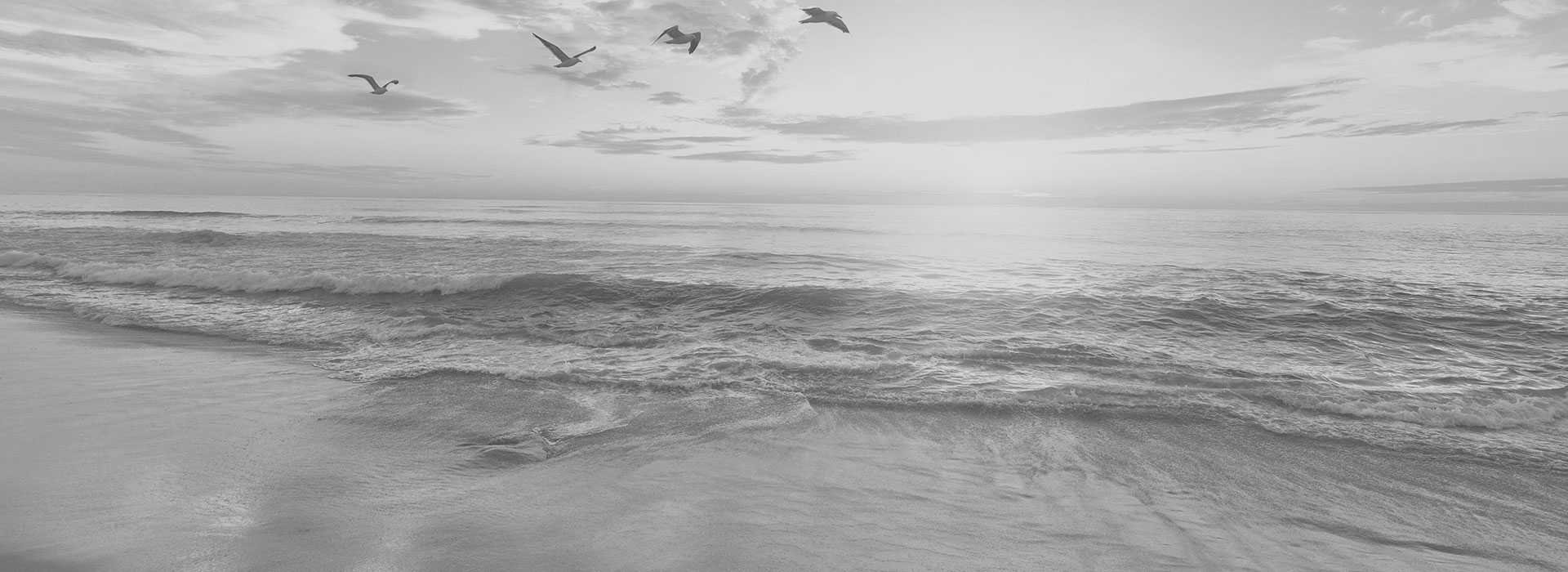 birds on the beach