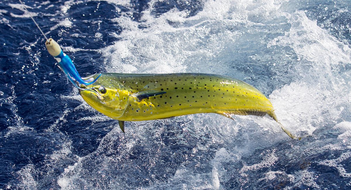 Fresh wild and colorful Mahi Mahi fish being caught near Destin, Florida