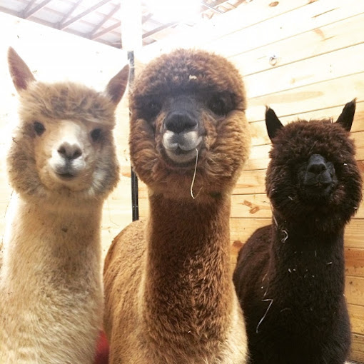 Alpaca Acres Farm and Fun