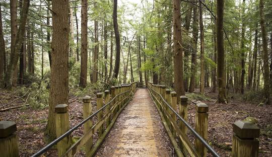 Swallow Falls State Park